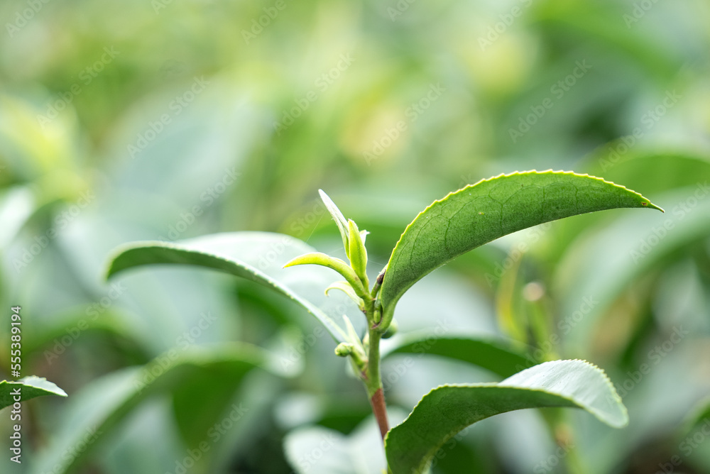 美丽的绿茶作物园排景，为鲜茶产品设计理念。