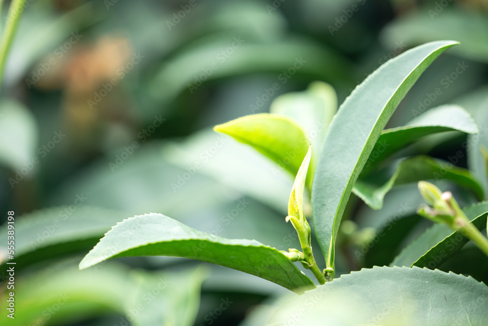 Beautiful green tea crop garden rows scene, design concept for the fresh tea product.