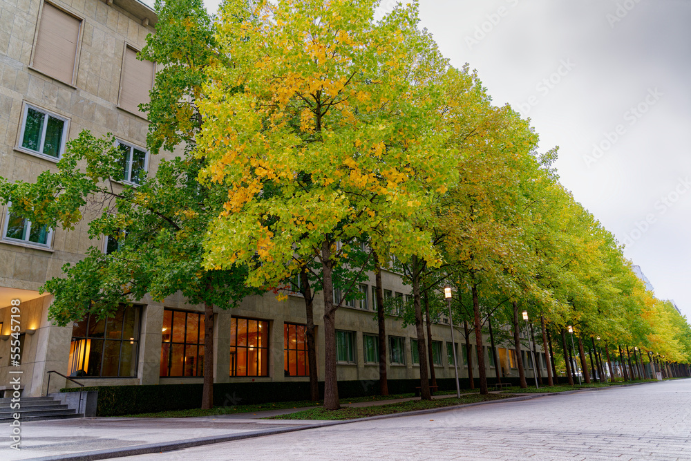 Beautiful tree alley at Swiss Novartis Campus at City of Basel on a cloudy autumn morning. Photo tak