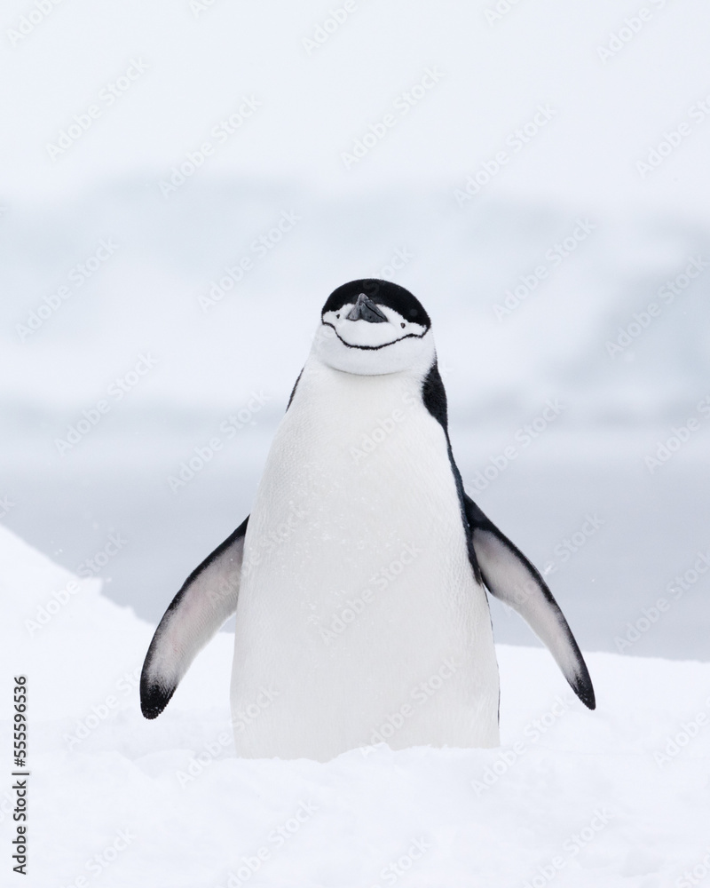 一只下巴企鹅站在雪地里。南极洲。