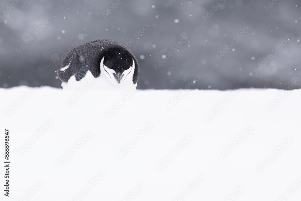 一只可爱的颏带企鹅睡在雪地上。南极洲。