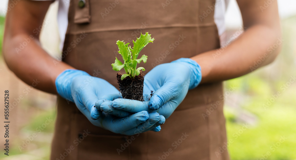 一名男子在农场里亲手种植生菜的特写镜头。