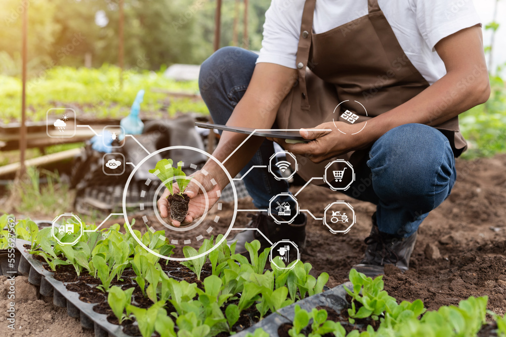  Woman hands gardening lettuce in farm  with growth process and chemical formula on green background