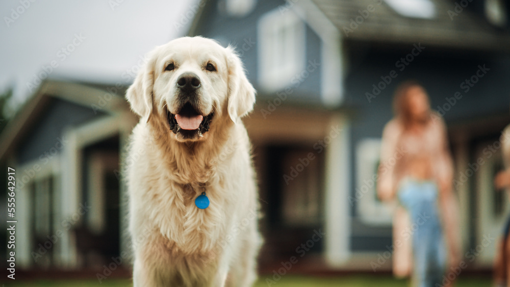 Portrait of a Noble Golden Retriever Walking on a Grass at Home. Cheerful People in the Background. 