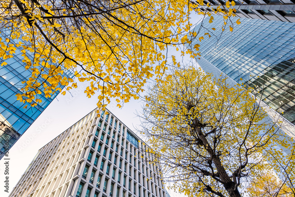 東京のビル群と紅葉した木