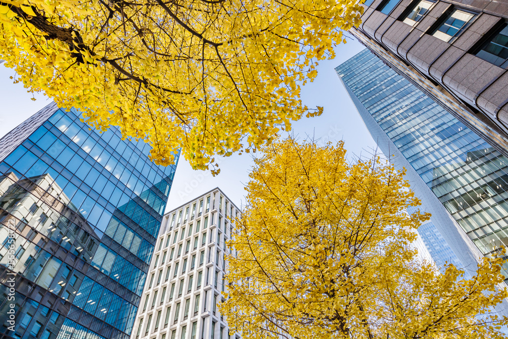 東京のビル群と紅葉した木