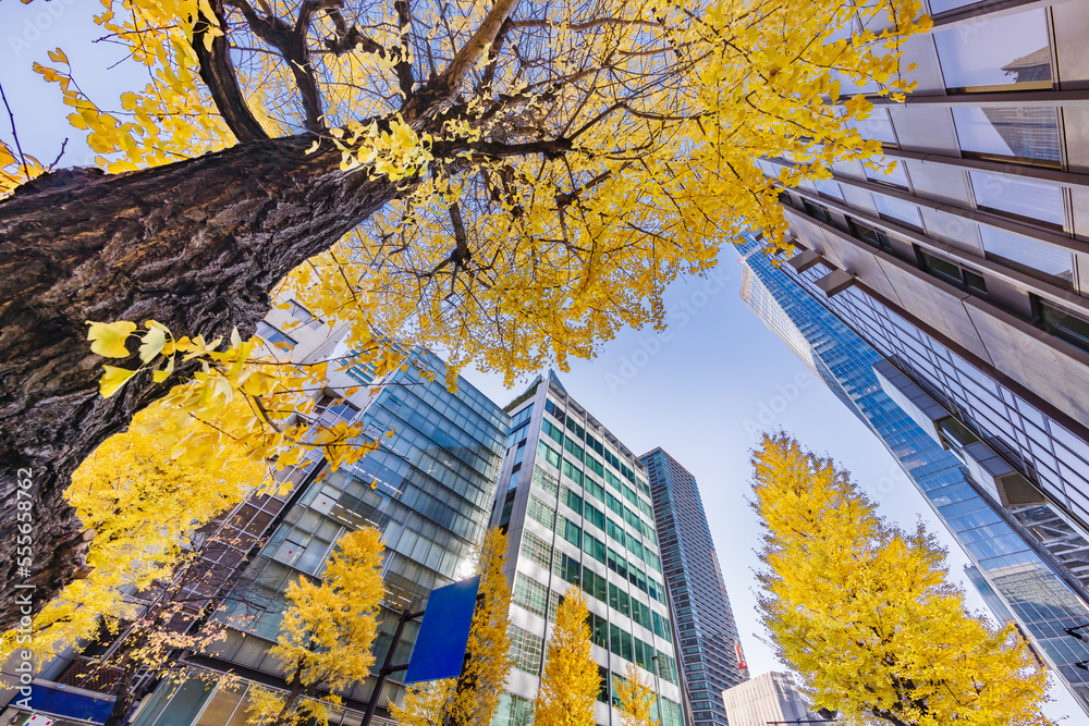 東京のビル群と紅葉した木