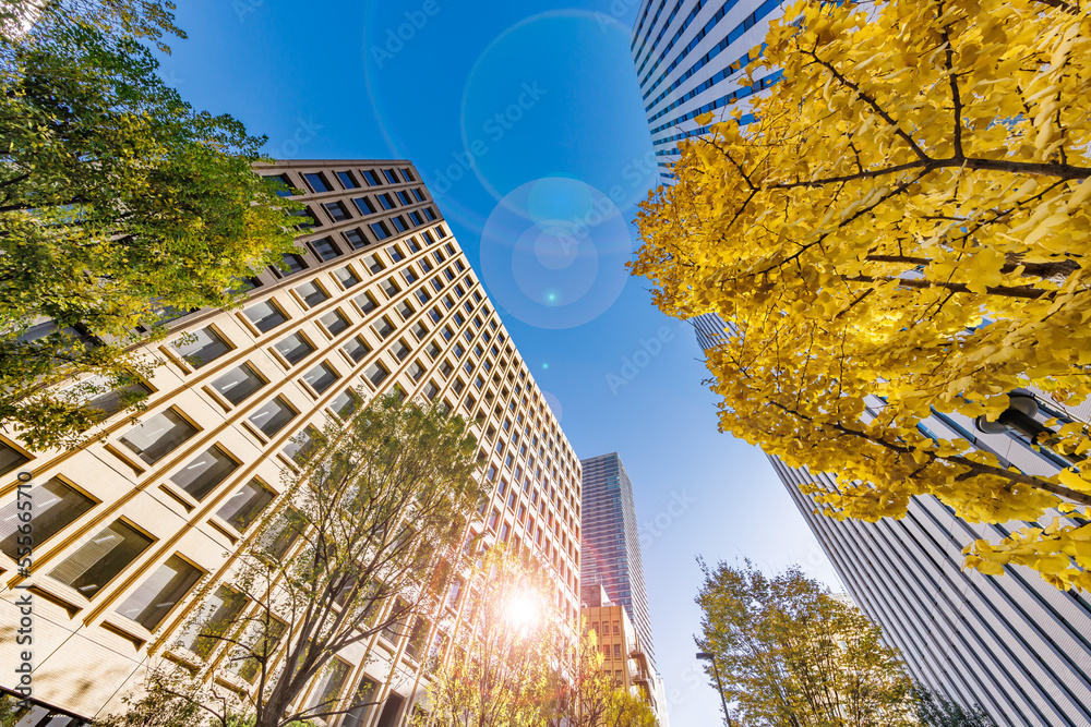 東京のビル群と紅葉した木