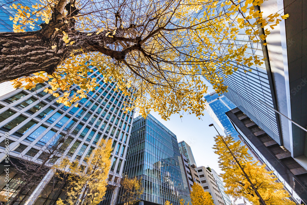 東京のビル群と紅葉した木