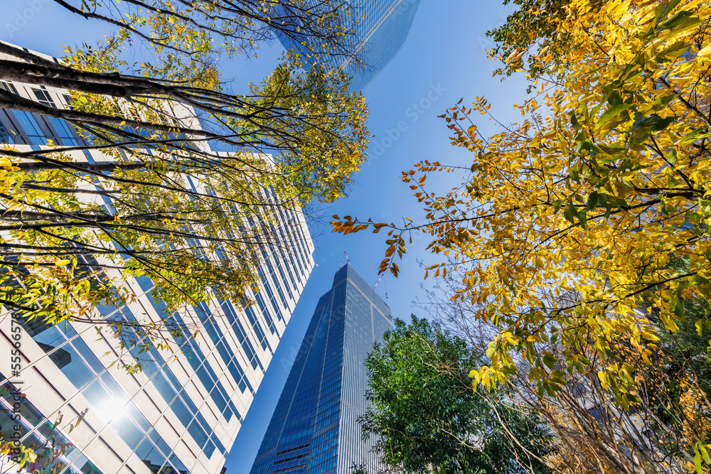 東京のビル群と紅葉した木