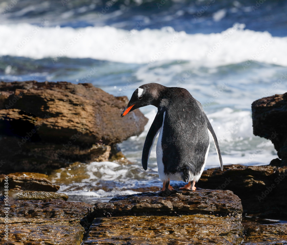 Gentoo penguin looking back from a rock at the waters edge. Falklands.