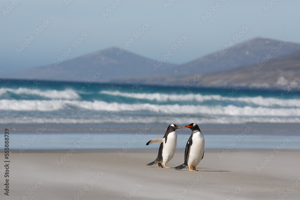 A couple of gentoo penguins walking on a sandy beach. Falkdlands, Antarctica.