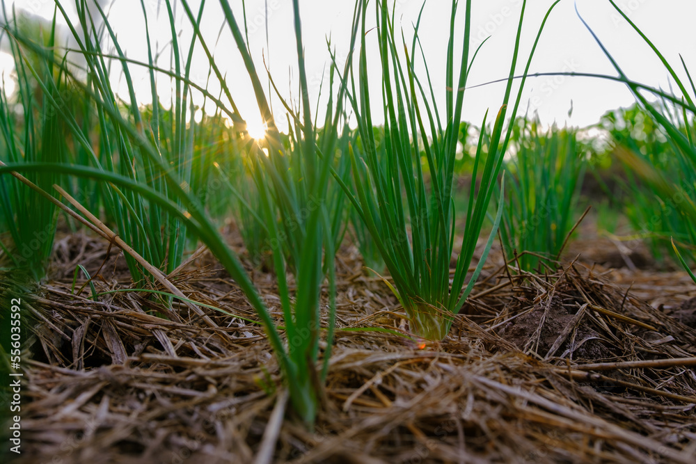 shallot fresh is grown in agriculture plantations in the evening