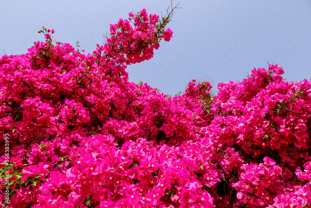 Bright pink flowers against blue sky, closeup