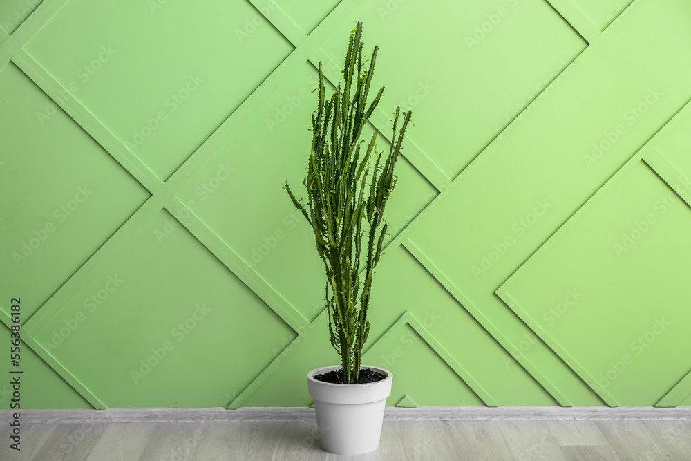 Cactus near green wall in room