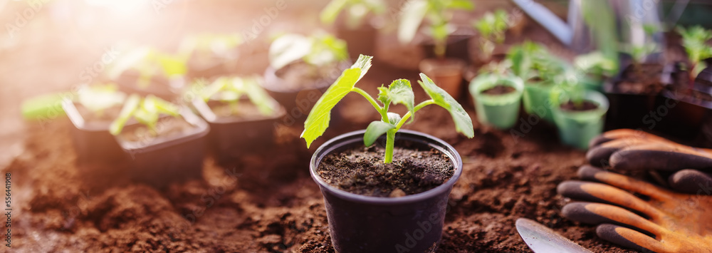 Pots with young sprouts in greenhouse in spring