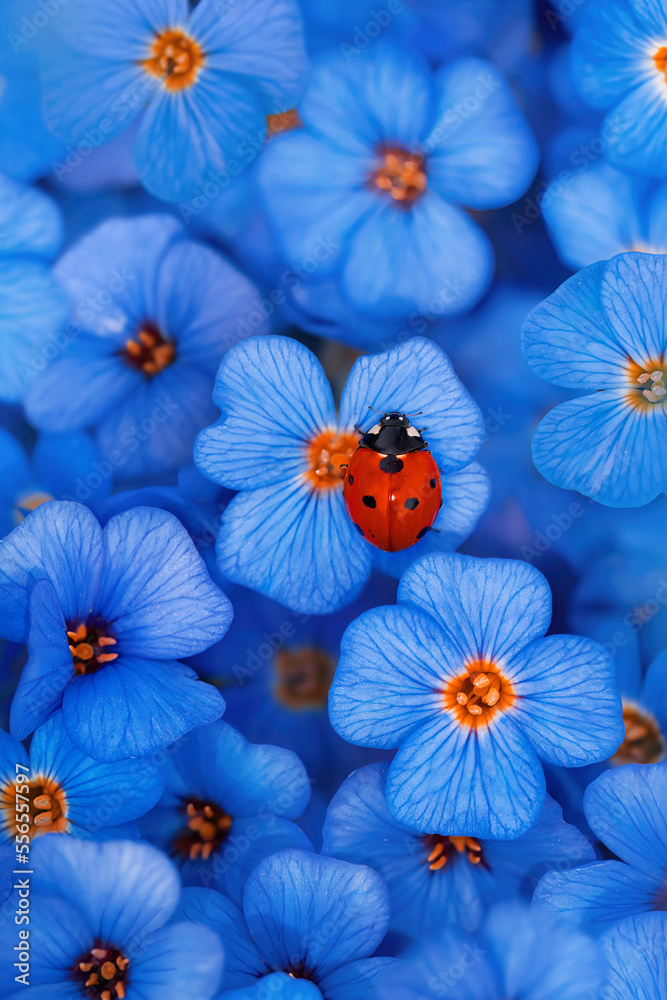 Close-up of a single red-dotted ladybug on a blue seamless carpet of flowers. Shallow depth of field