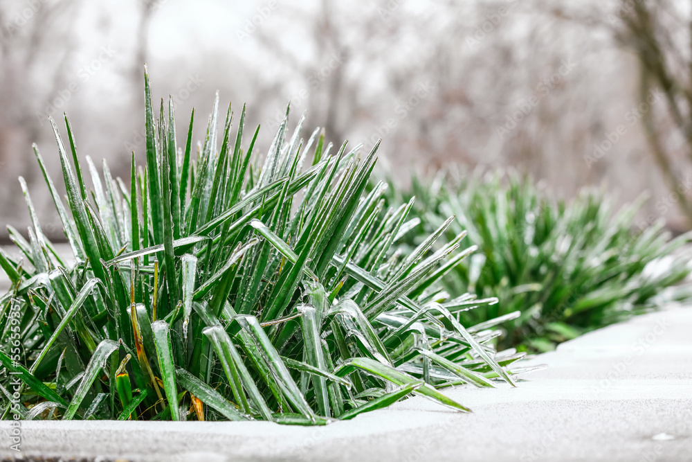 Tropical plants covered with ice on city street