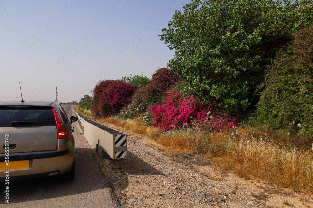 Modern car on road near beautiful flowers