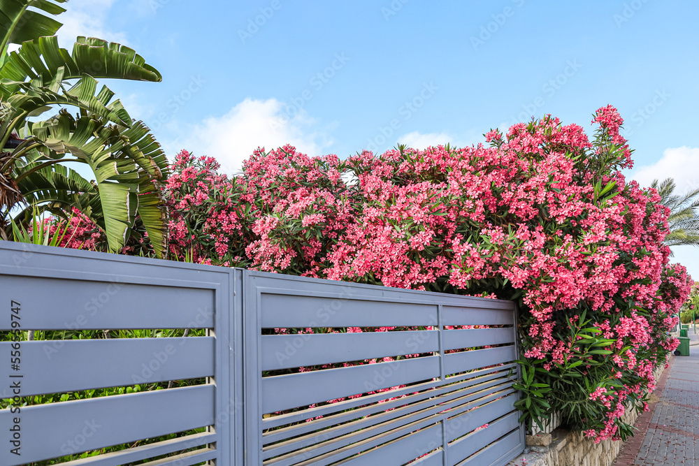 View of fence with beautiful pink flowers on sunny day