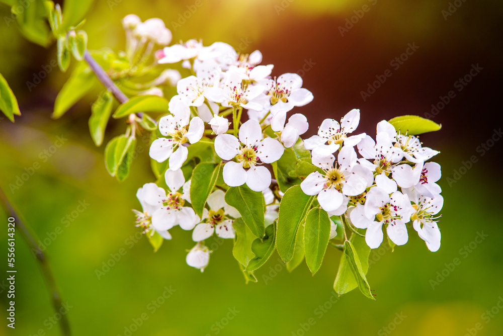 Flowering branch of pear in the garden in spring 