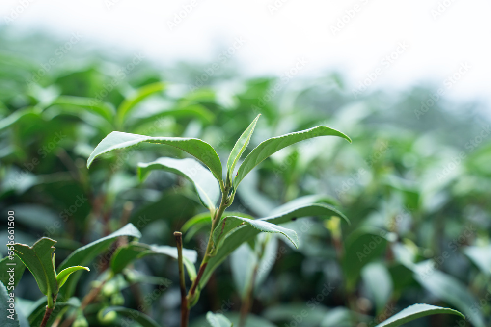 Beautiful green tea crop garden rows scene, design concept for the fresh tea product.