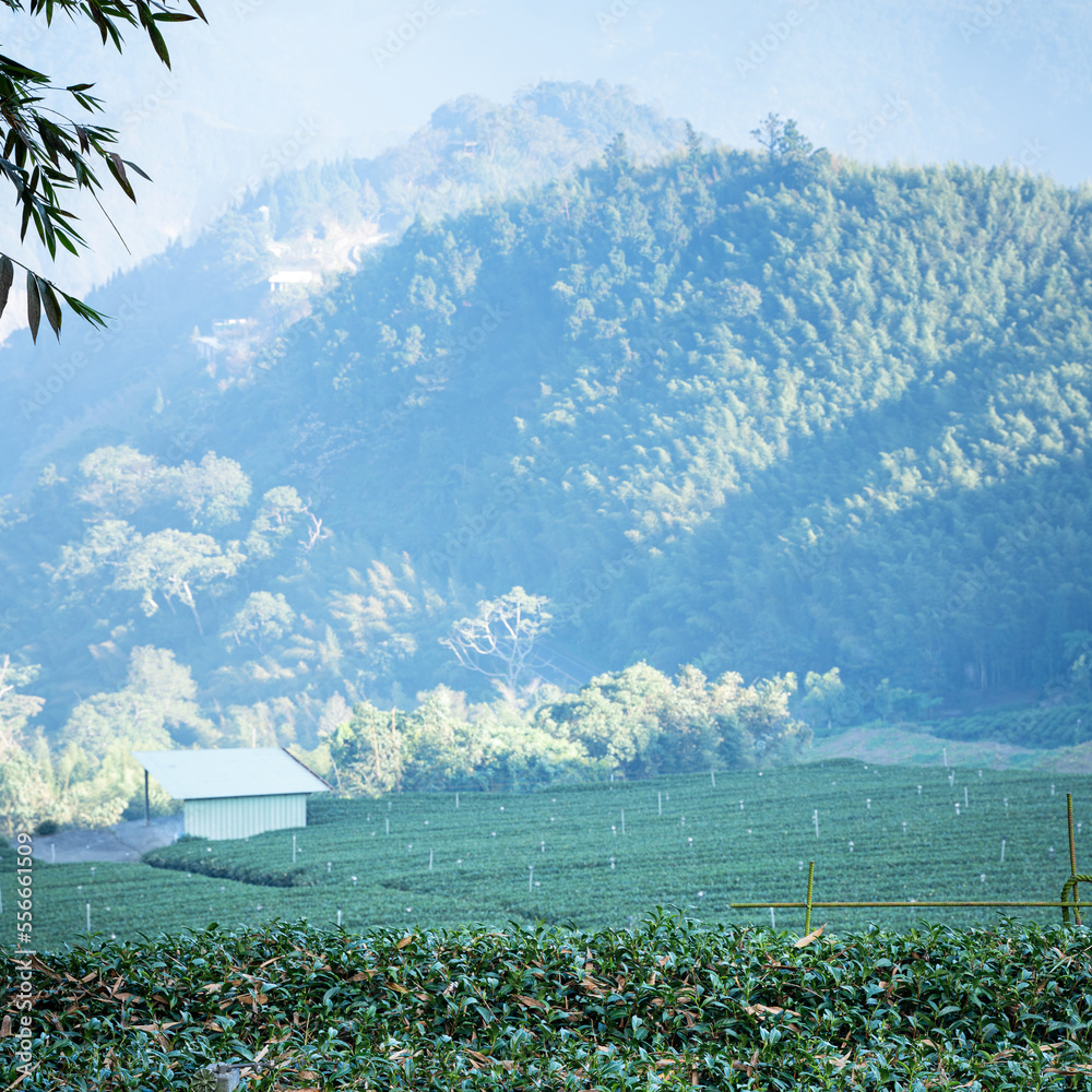 Beautiful green tea crop garden rows scene, design concept for the fresh tea product.