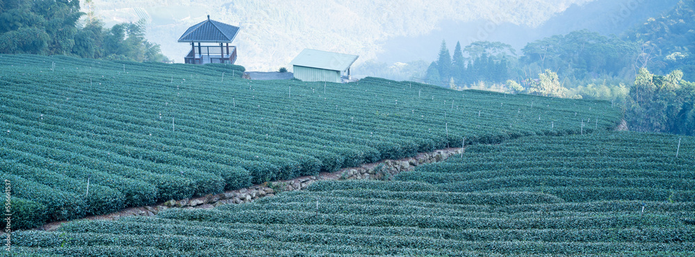 Beautiful green tea crop garden rows scene, design concept for the fresh tea product.