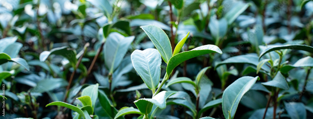 Beautiful green tea crop garden rows scene, design concept for the fresh tea product.