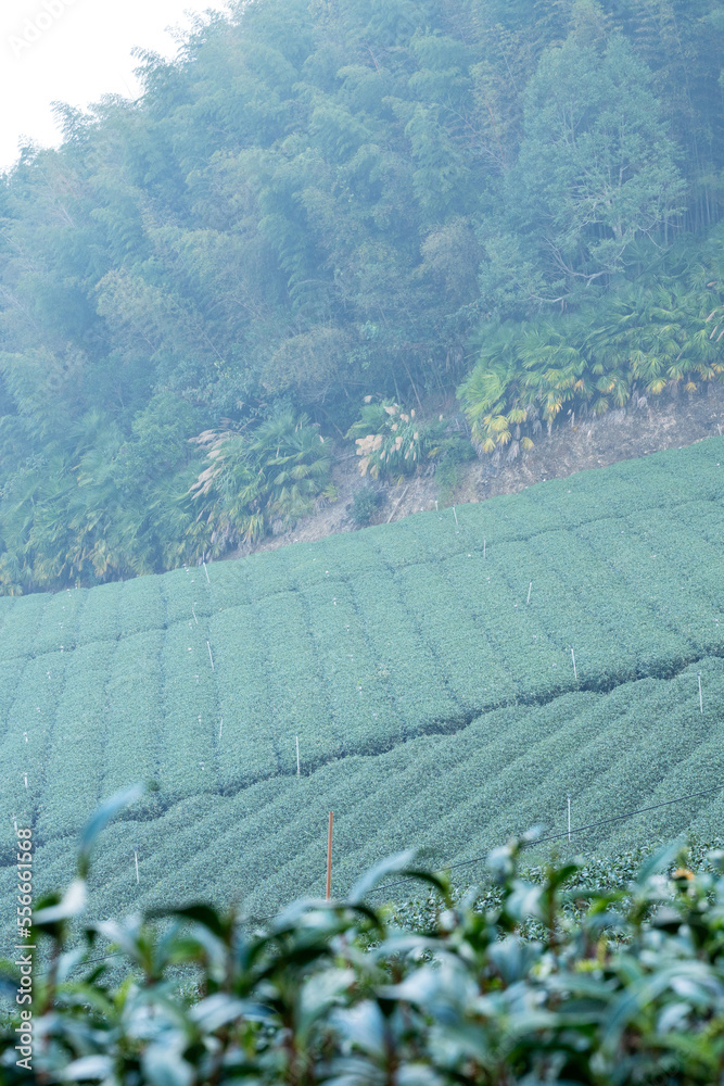 Beautiful green tea crop garden rows scene, design concept for the fresh tea product.