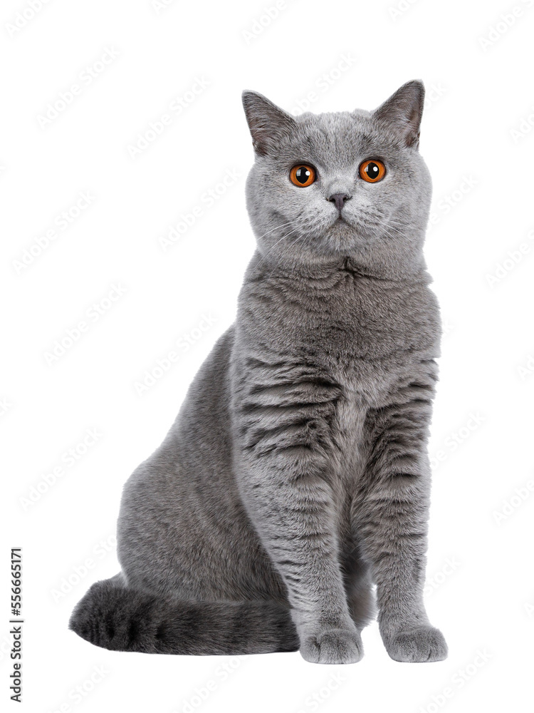 Sweet young adult solid blue British Shorthair cat kitten sitting up front view, looking at camera w