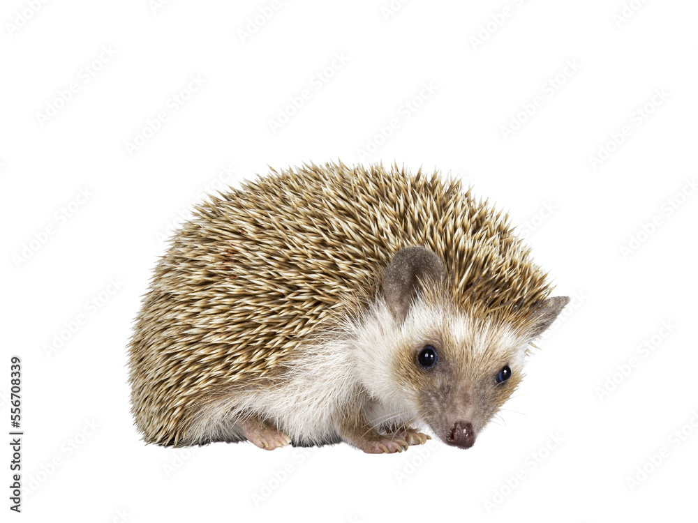 Cute young oak brown African pygmy hedgehog, standing side ways Looking down and away from camera. I