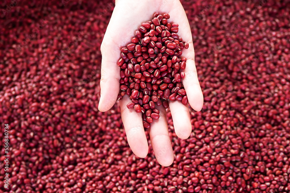 Fresh red berries coffee beans in woman hand