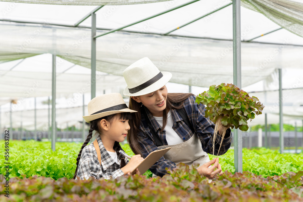 Asian family mother and daughter picking vegetables Check your own hydroponic vegetable garden toget