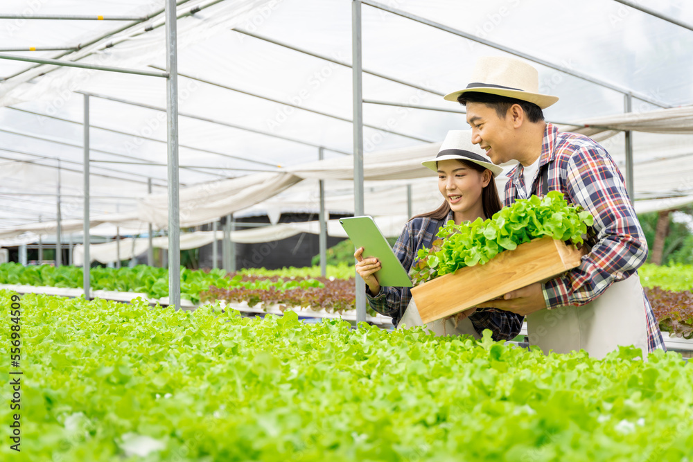 male and female couple Asian family picking vegetables Happy inspecting your own hydroponic vegetabl