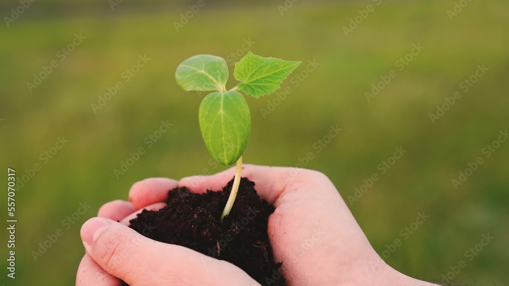 农业，种植粮食。关心环境。男人手里拿着绿色植物。在农场的手掌里