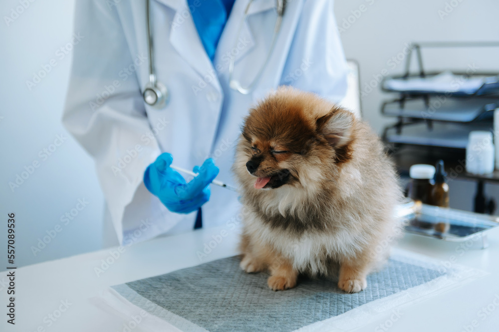 波美拉尼亚犬在兽医诊所预约期间注射疫苗。