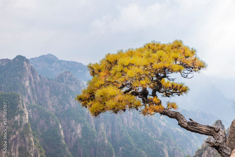 山里的秋树