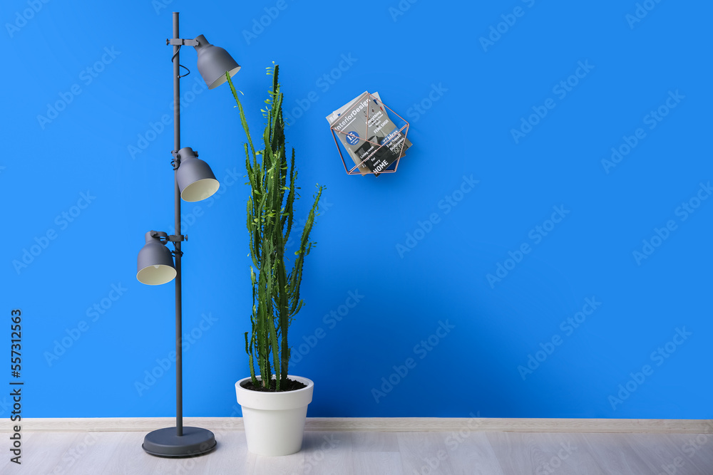 Green cactus, floor lamp and magazines near blue wall in room