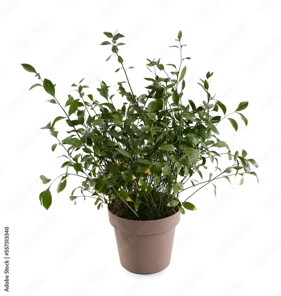 Green houseplant on white background