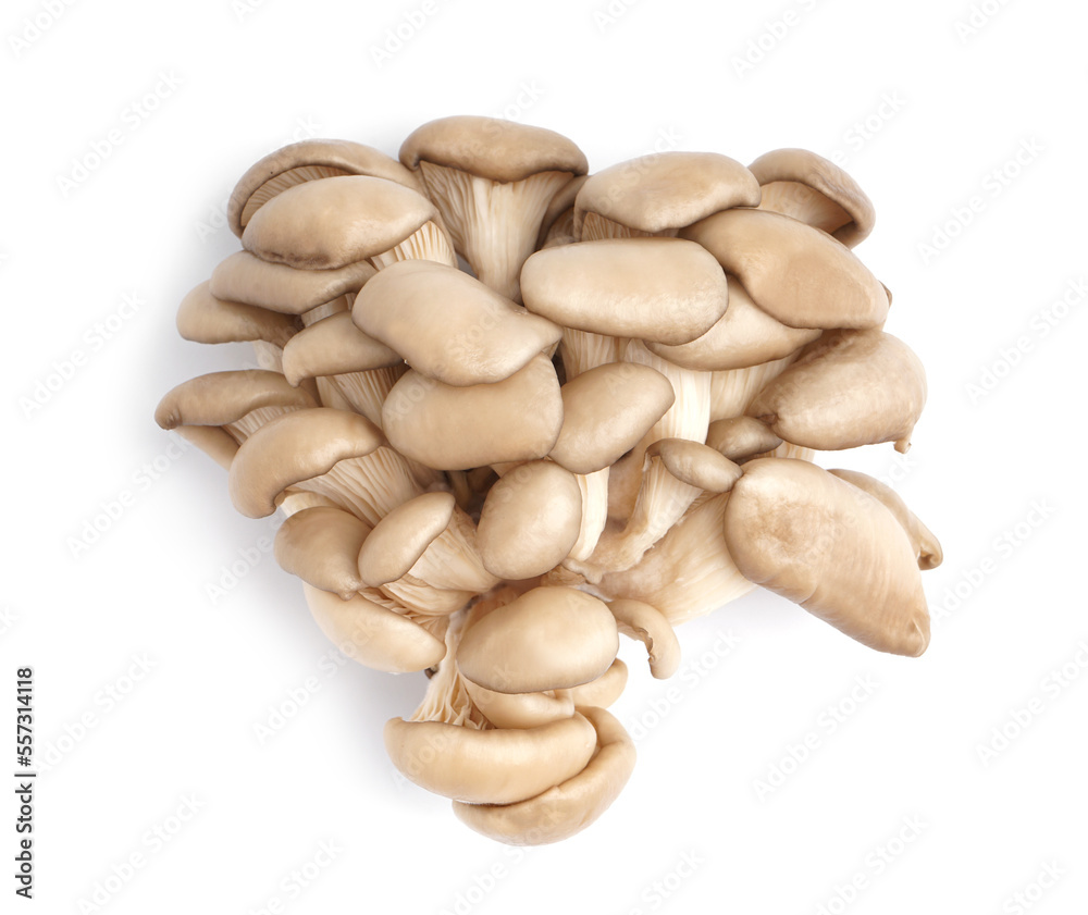 Fresh oyster mushrooms on white background