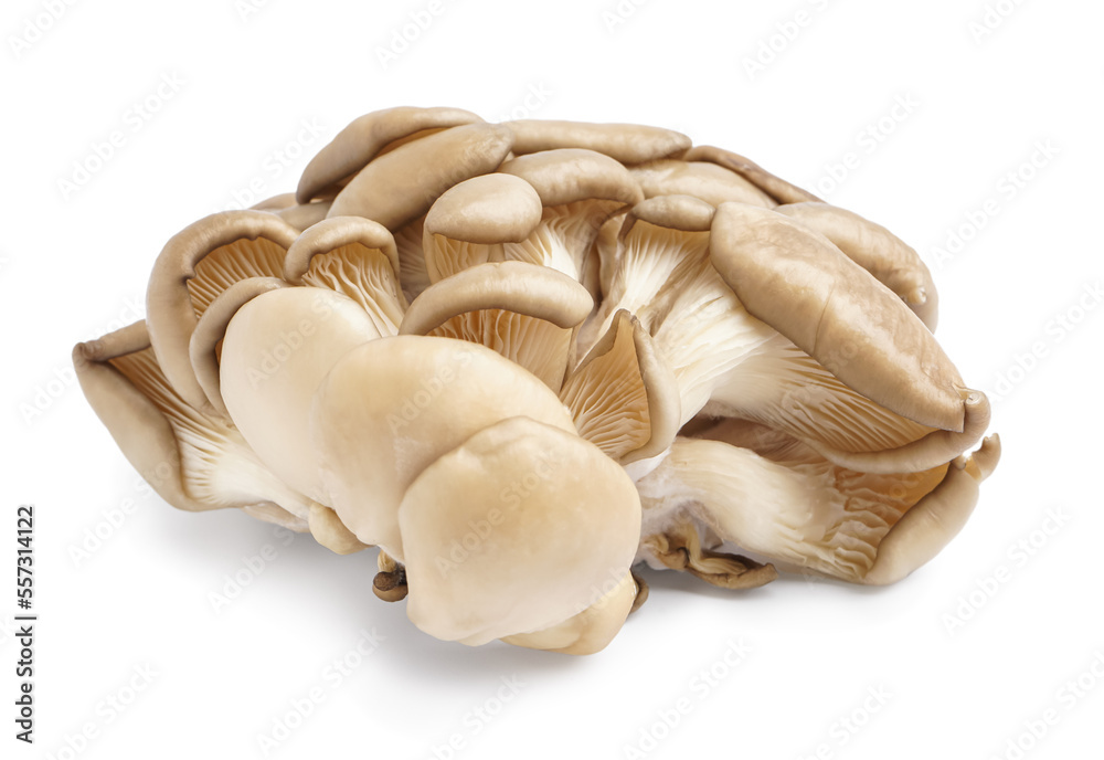 Fresh oyster mushrooms on white background