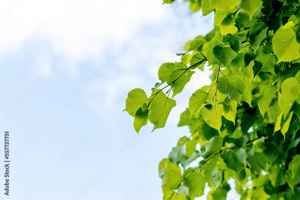 Linden branches with young fresh leaves on the background of the sky in sunny weather