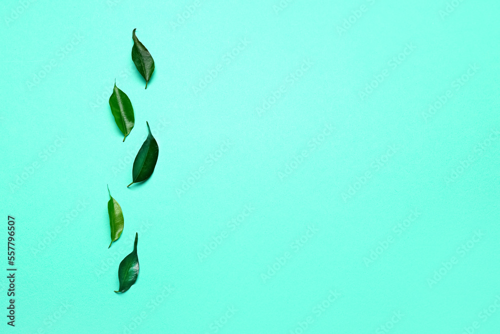 Green leaves on blue background