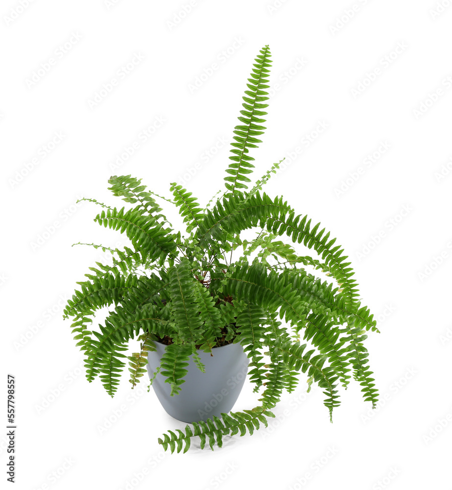 Green houseplant on white background