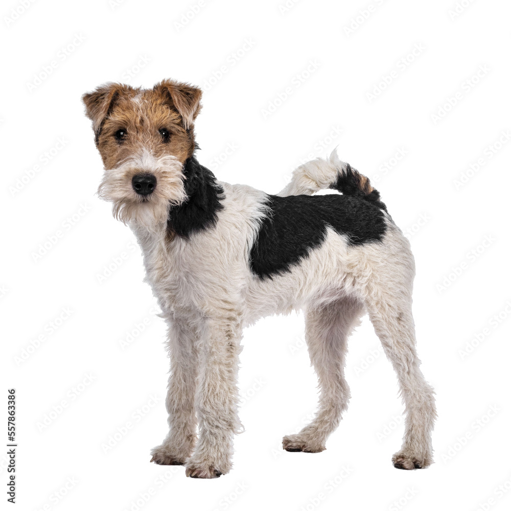 Cute Fox Terrier dog pup standing facing front. Looking at camera with curious dark eyes. Isolated c