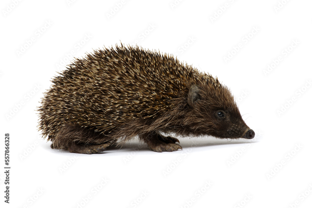 European hedgehog isolated on white