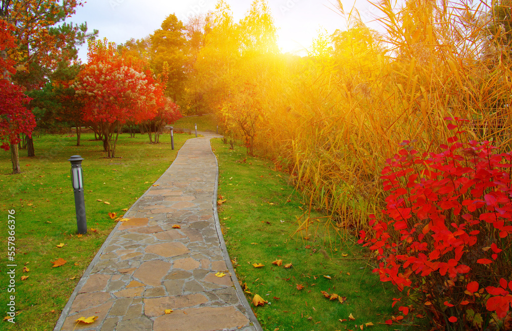 Autumn park with colorful fall foliage