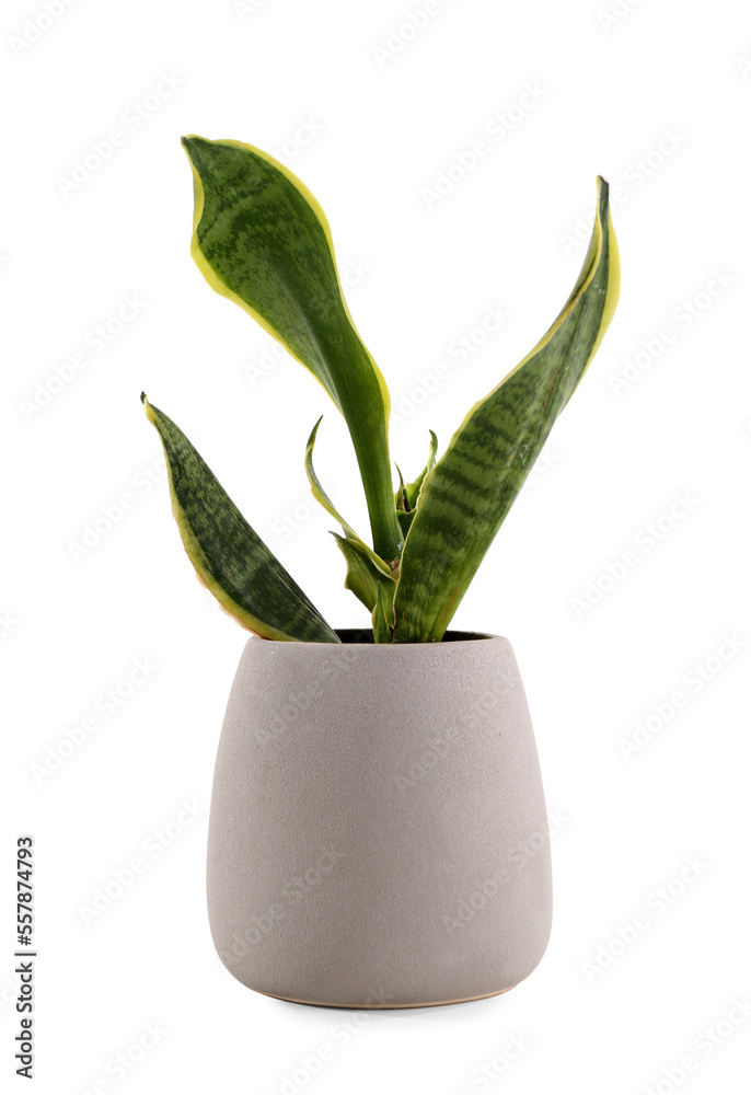 Snake plant in pot on white background