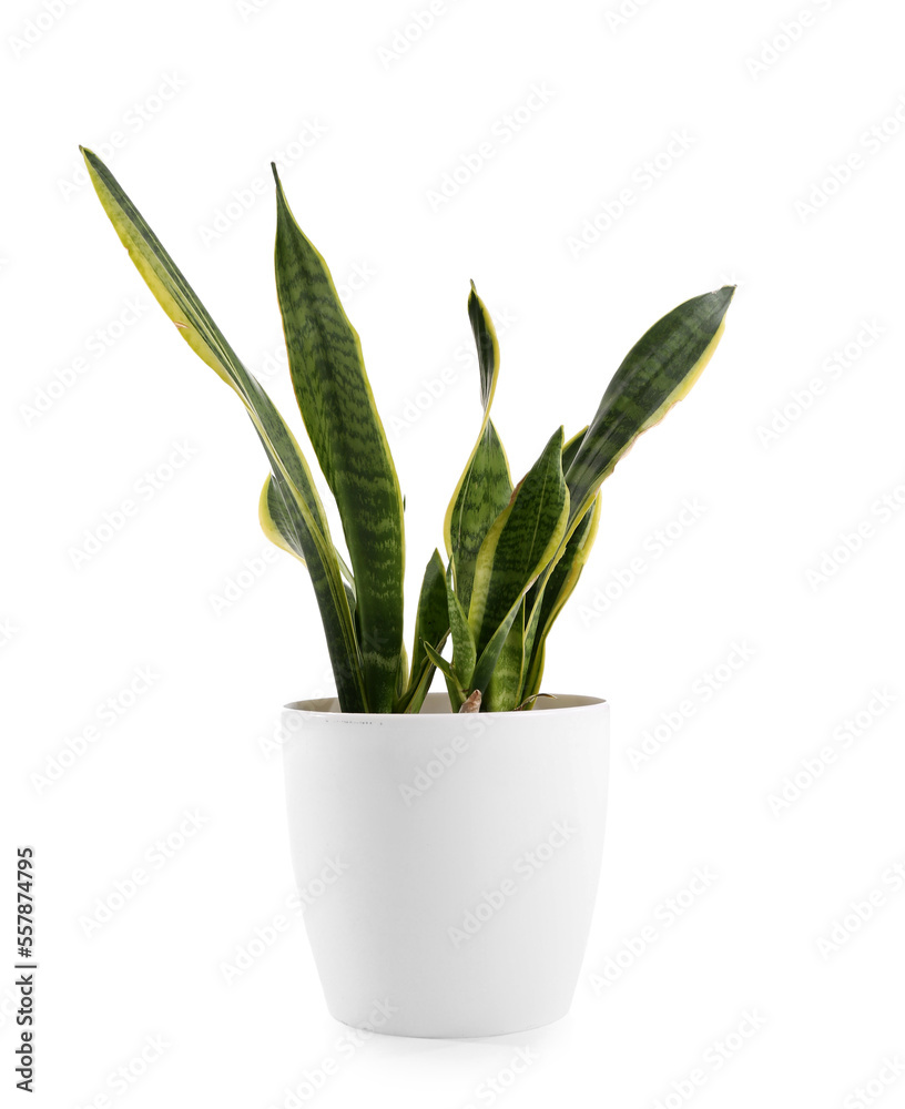 Snake plant in pot on white background